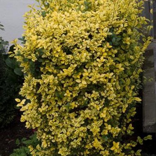 Ligustrum ovalifolium Aureum Golden Privet Hedging Pot Grown | ScotPlants Direct